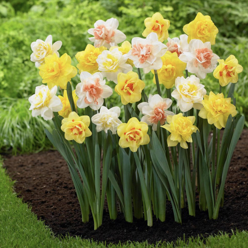 Fall planting guide for Georgia including incorporating daffodil bulbs into your landscape for spring blooms